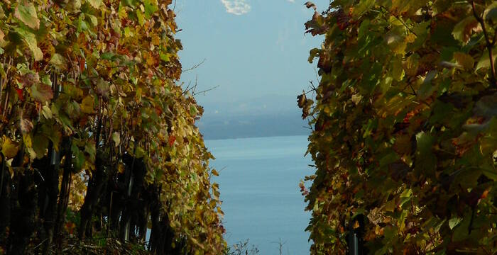 Vignes, Lavaux