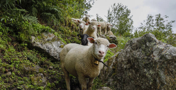 Neugierige Schafe im Berner Oberland. © Matthias Sorg