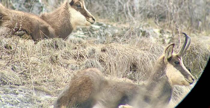 Chamois