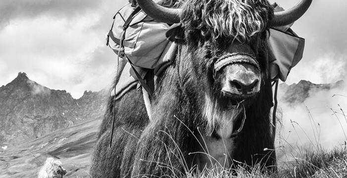 Yak