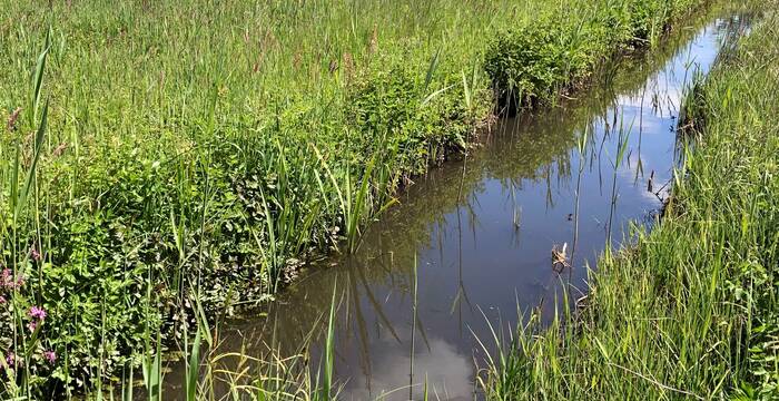 kleiner Bach fliesst durch das Flachmoor