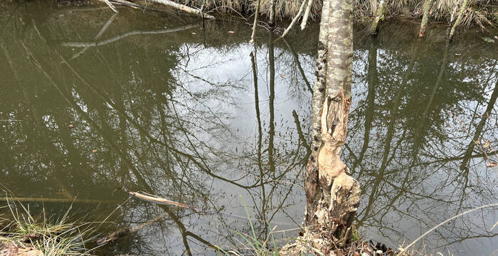 Angenagter Baum am Wasser