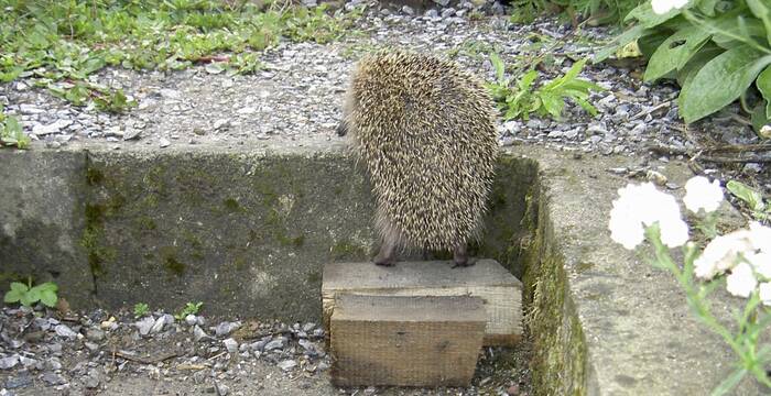 Mit einfachen Massnahmen wie solchen Zwischenstufen werden dem Igel Lebensräume zugänglich gemacht.