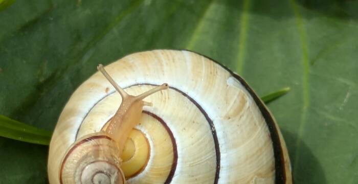 Hain-Schnirkelschnecke