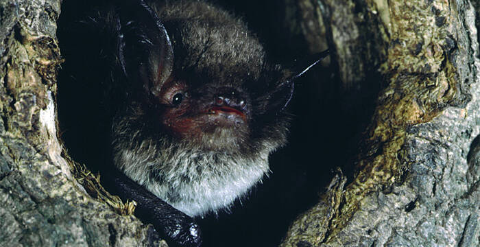 Wasserfledermaus