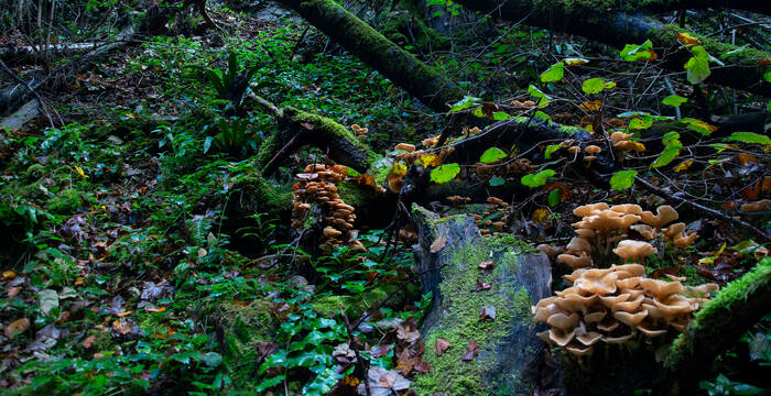 Champignons sur bois mort