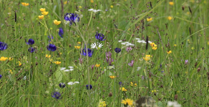 Blumenwiese