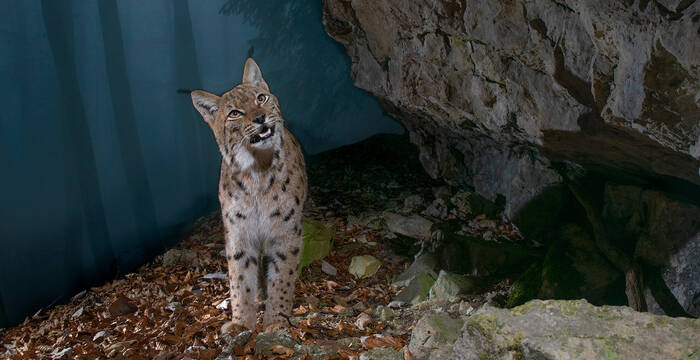 Luchs im Solothurner Jura