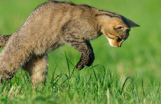 Le Chat Sauvage Est L Animal De L Annee Pro Natura