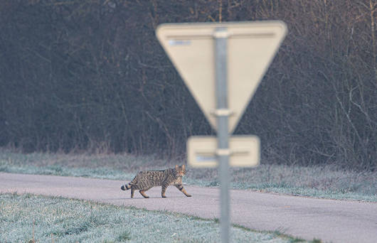 Wildkatze überquert Strasse
