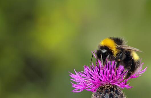 Photo de couverture de la campagne sur la biodiversité