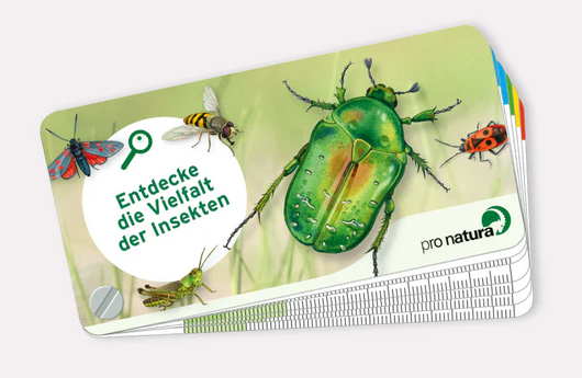 Bestimmungsfächer Insekten