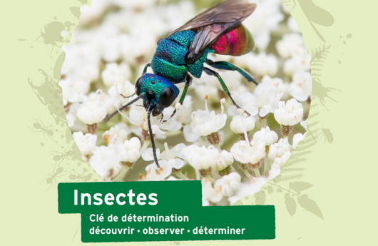 Clé de détermination des insectes