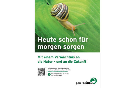 Bild des Inserates «Schnirkelschnecke»