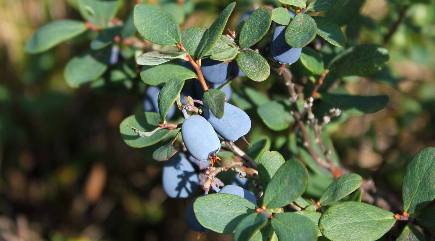 Myrtille – Fruits Vaud Genève