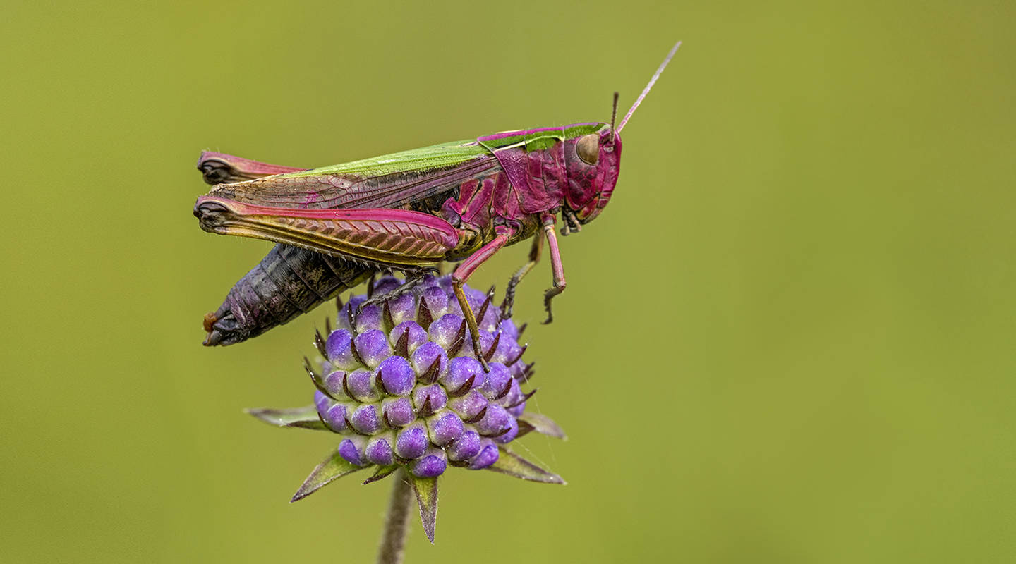 Die Welt der Insekten – so schön, so nah