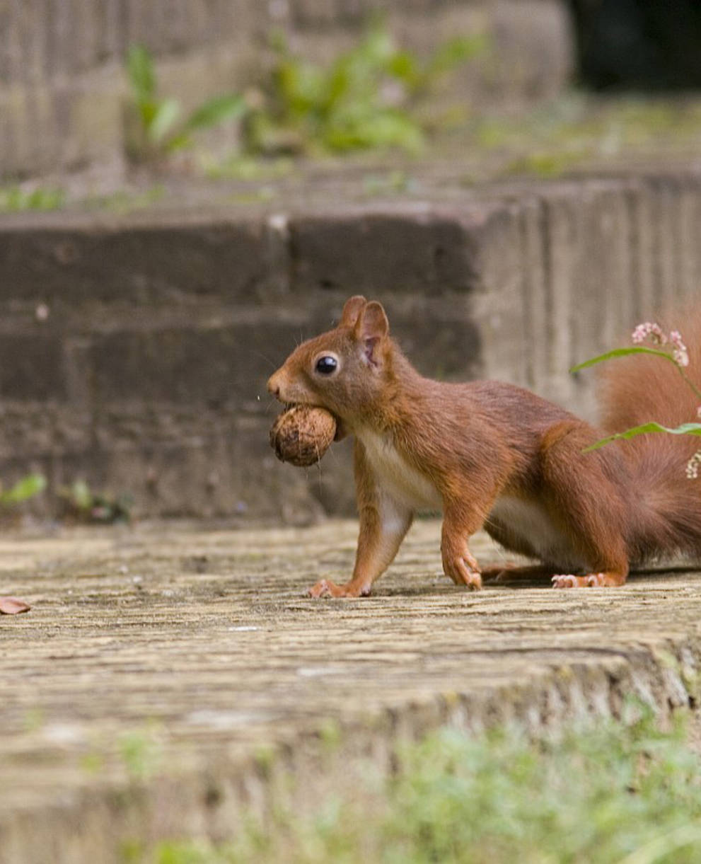 Ecureuil avec noix