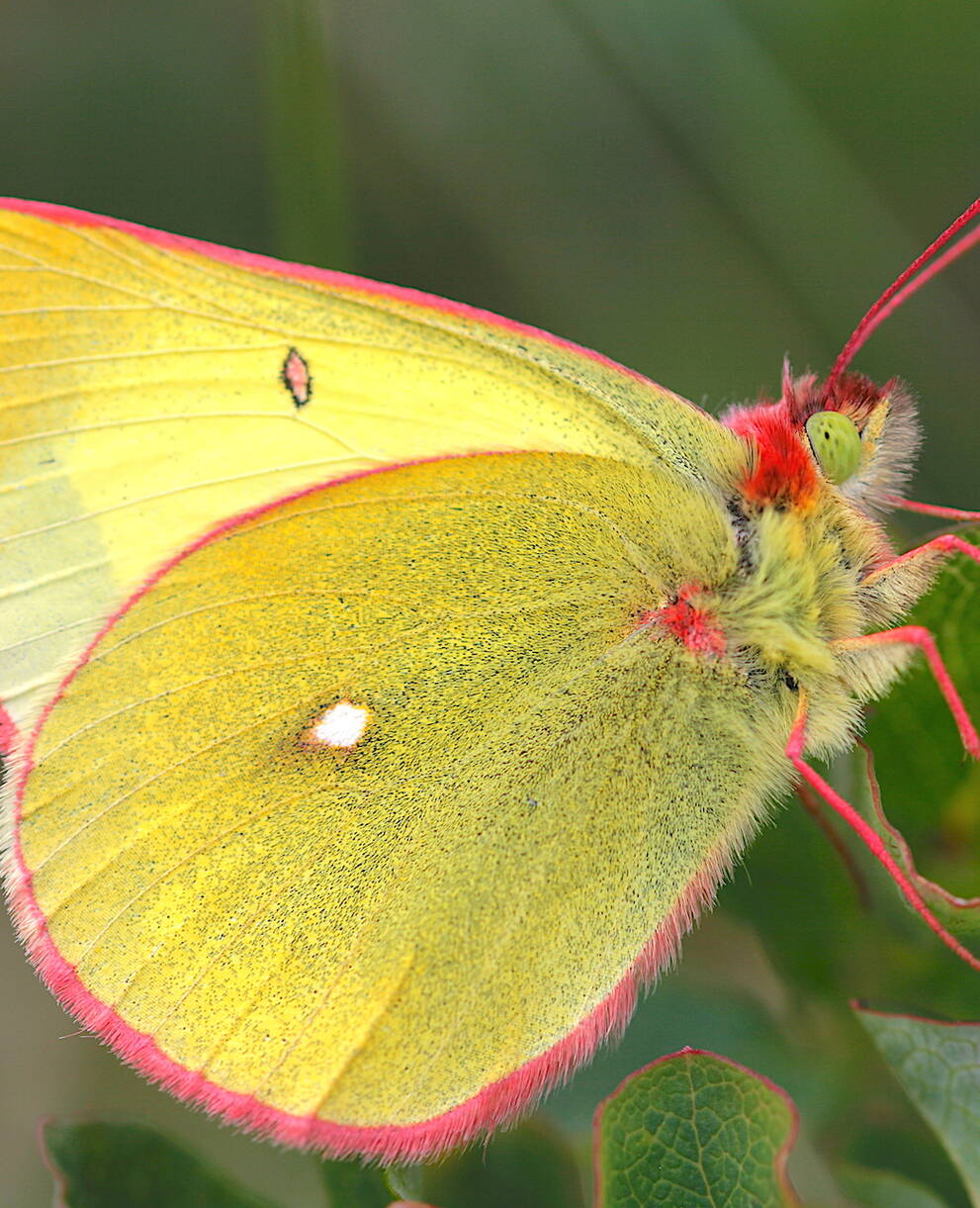 Colias palaeno maschio