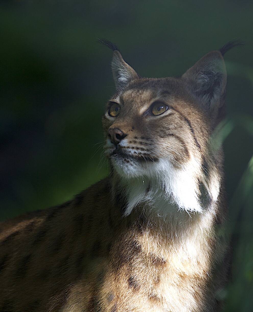 Lince