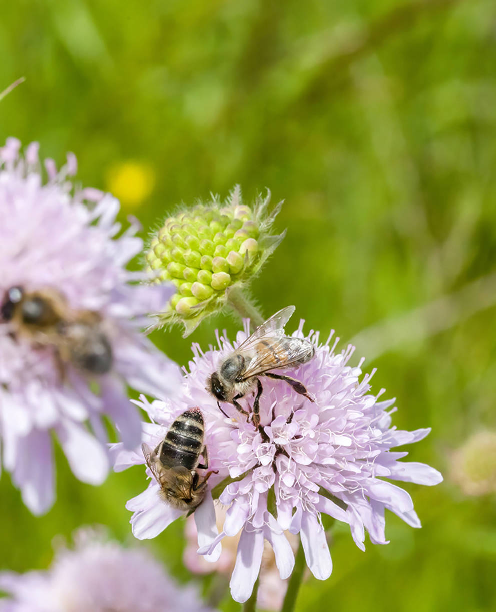 Bienen auf Acker-Witwenblumen