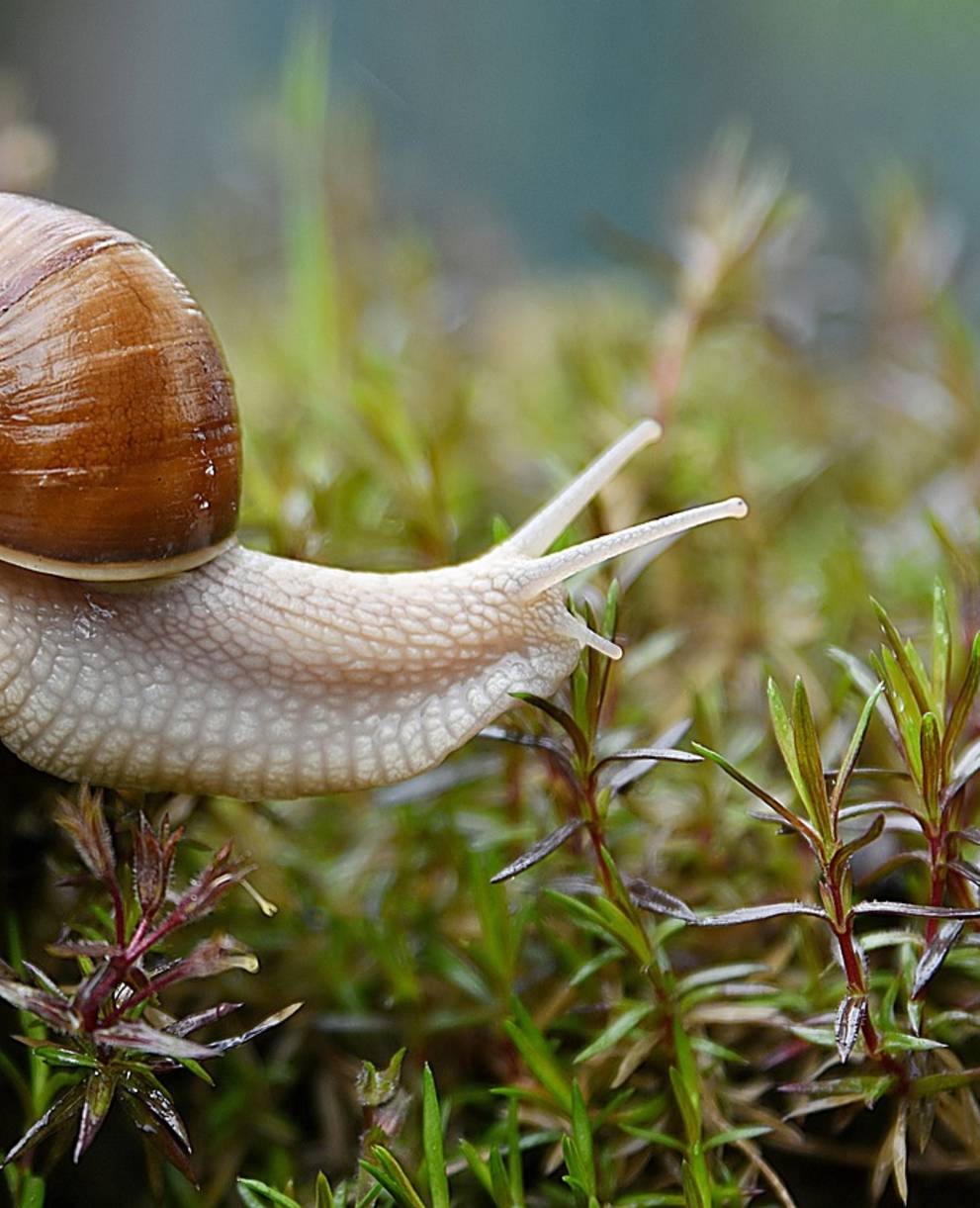 Escargot © Pixabay