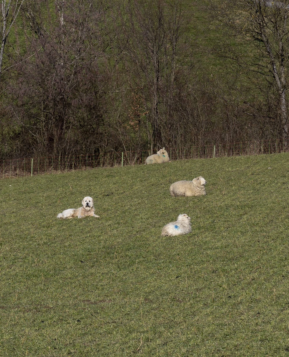 Herdenschutzhund auf Schafweide