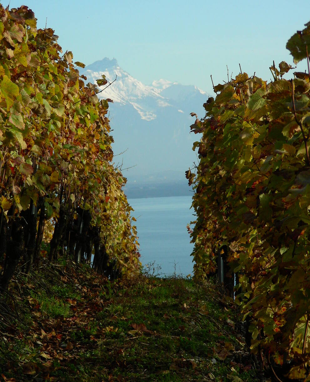 Vignes, Lavaux