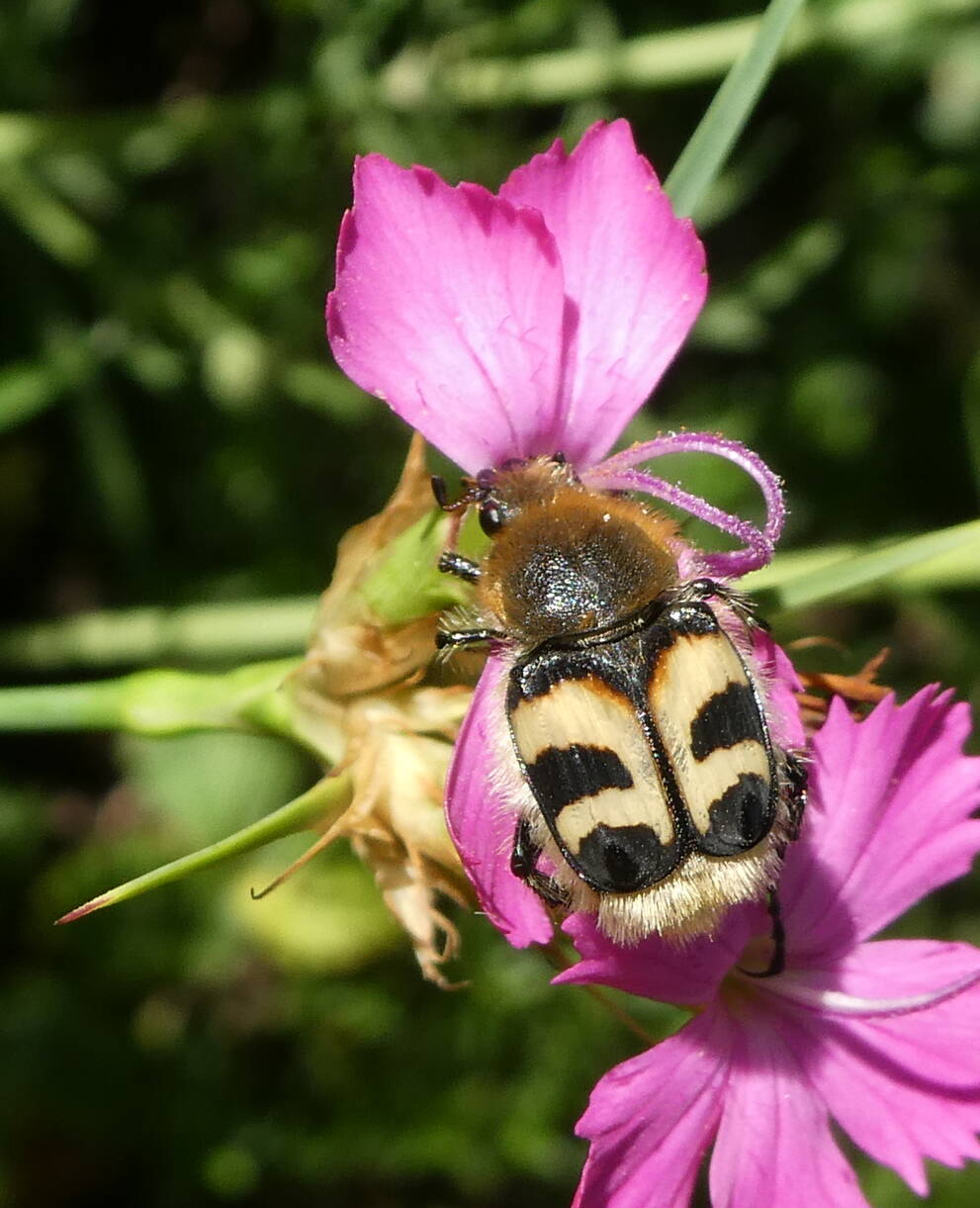 Pinselkäfer auf Blüte