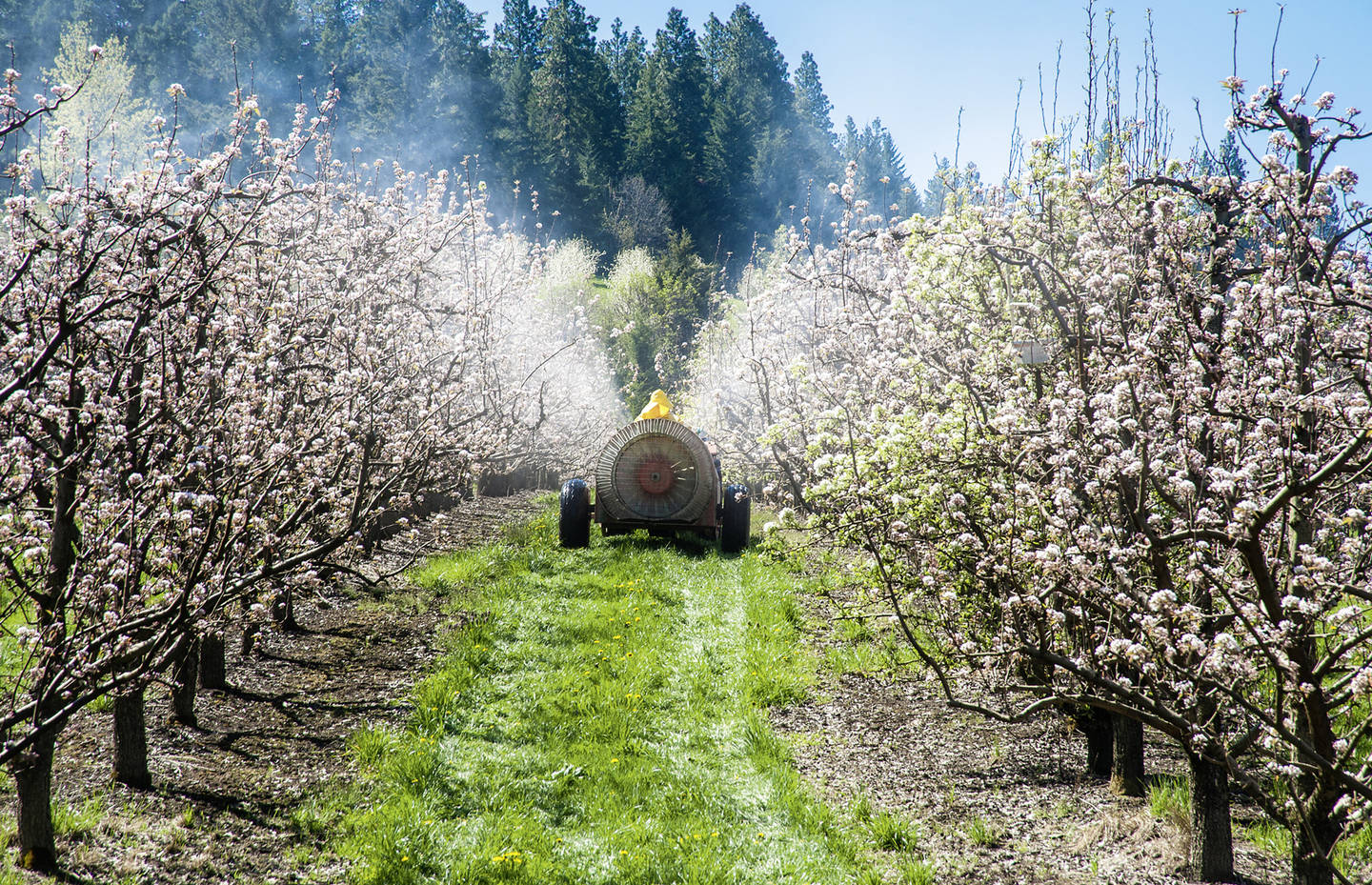 Bauer fährt mit Traktor durch blühendes Feld und verspritzt Pestizide