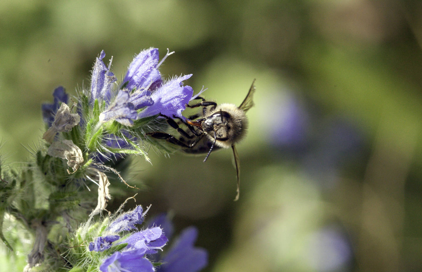 Biene krabbelt auf einer Blüte.
