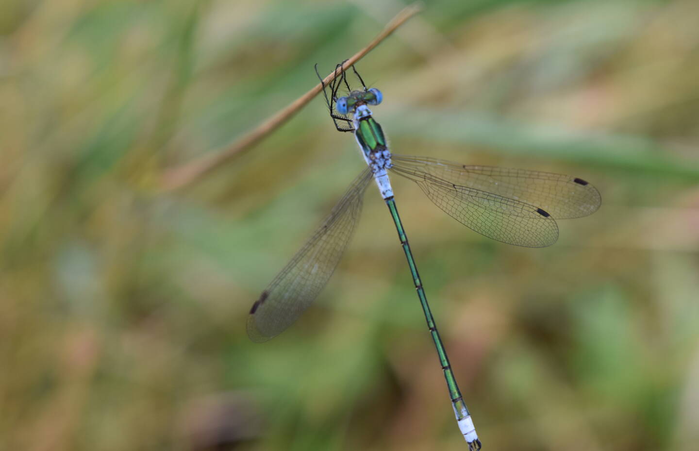 Gemeine Binsenjungfer (lat. Lestes sponsa)