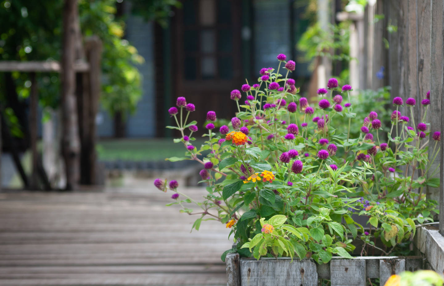 Des fleurs sauvages poussent dans un pot en bois sur une terrasse