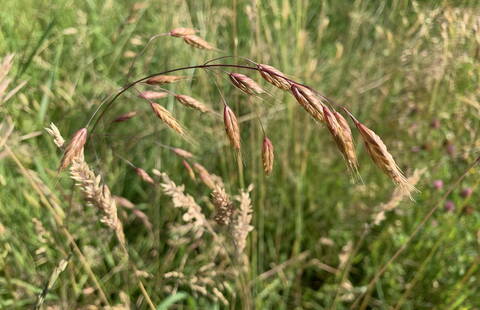 Bromus grossus