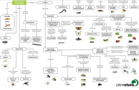 Insektenbestimmungsschlüssel