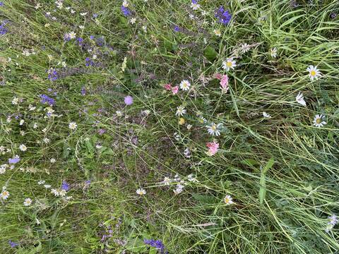 Blumenwiese