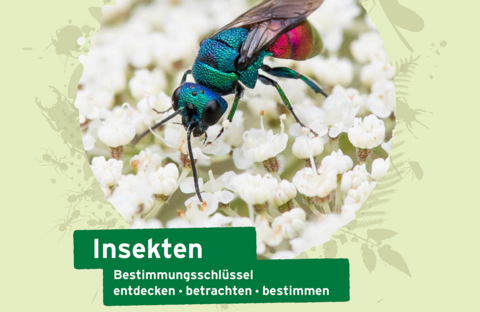 Titelbild Insektenbestimmungschlüssel