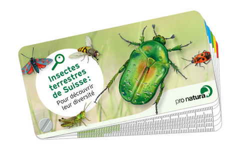 Guide de poche «Insectes»