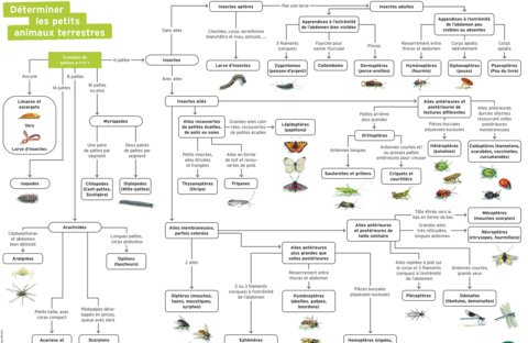 Clé d’identification simplifiée