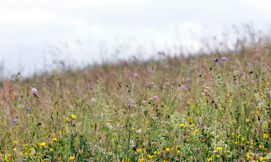 Habitat: la prairie