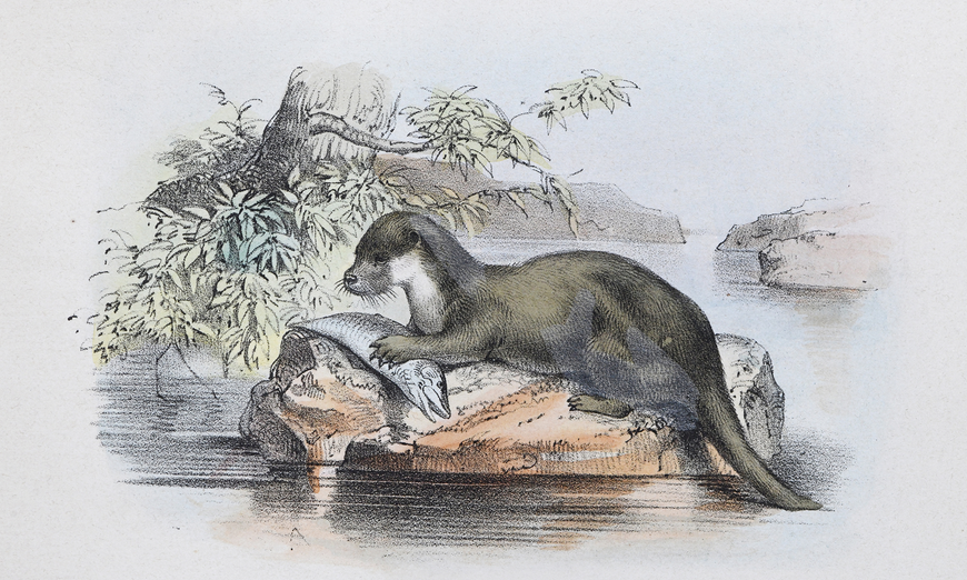 Illustration d'une loutre