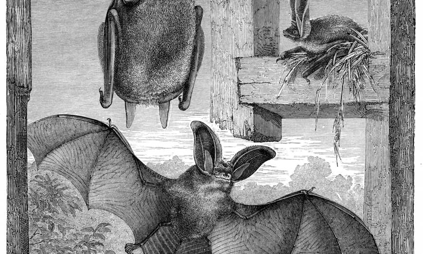 Illustration l’oreillard gris