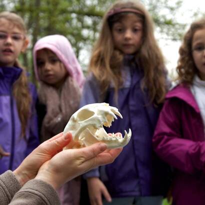 Enfants observant le crâne d'un prédateur