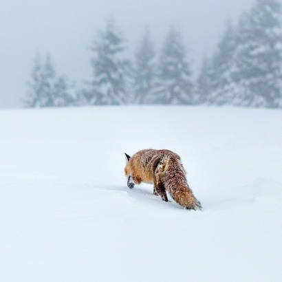 Schnürender Fuchs im Gantrisch BE cr Fuchs im Schnee